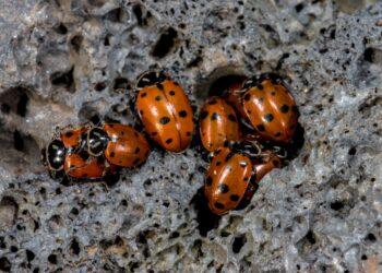 Shutterstock.com/ Hanjo Hellmann