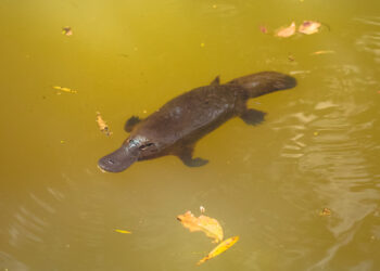 Shutterstock.com/ Coral Brunner