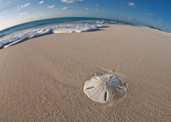 Shutterstock.com/ Ethan Daniels