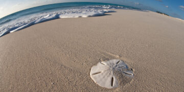 Shutterstock.com/ Ethan Daniels