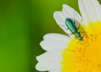 Shutterstock.com/ OscarSurmano