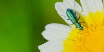 Shutterstock.com/ OscarSurmano