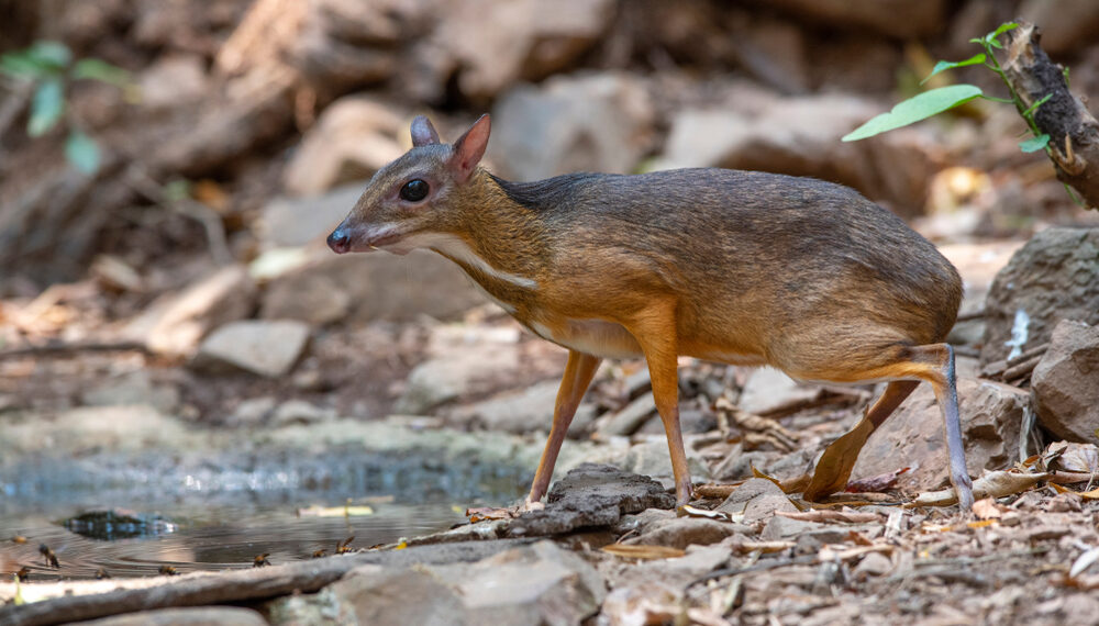 Shutterstock.com/ Independent birds