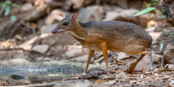 Shutterstock.com/ Independent birds