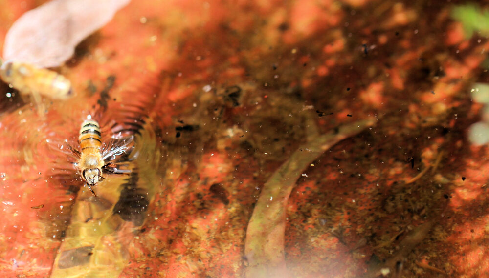 Shutterstock.com/ Wattlebird