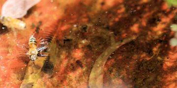 Shutterstock.com/ Wattlebird