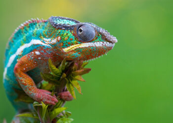 Shutterstock.com/ Neel Adsul