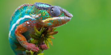 Shutterstock.com/ Neel Adsul