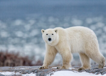 Shutterstock.com/ isabel kendzior