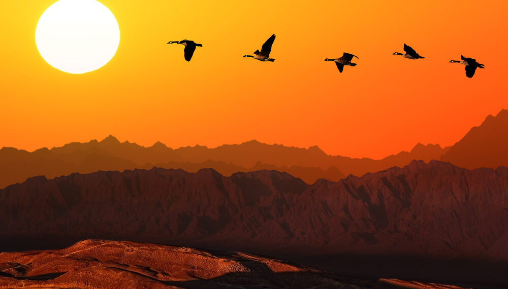 Shutterstock.com/ Protasov AN