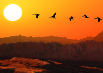 Shutterstock.com/ Protasov AN