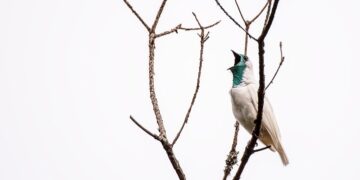 Shutterstock.com/ Leonardo Mercon