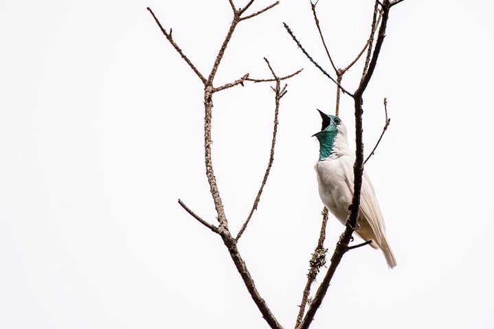 Shutterstock.com/ Leonardo Mercon