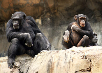 Shutterstock.com/ Lilly P. Green