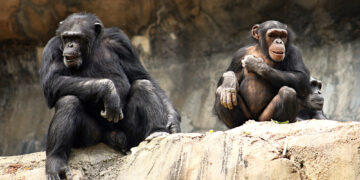 Shutterstock.com/ Lilly P. Green