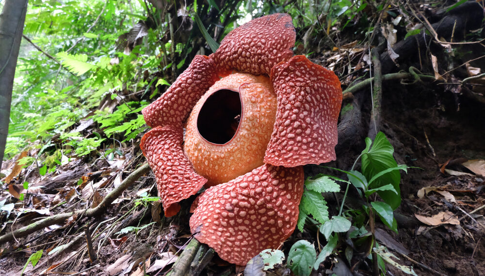 Darren Kurnia / Shutterstock.com