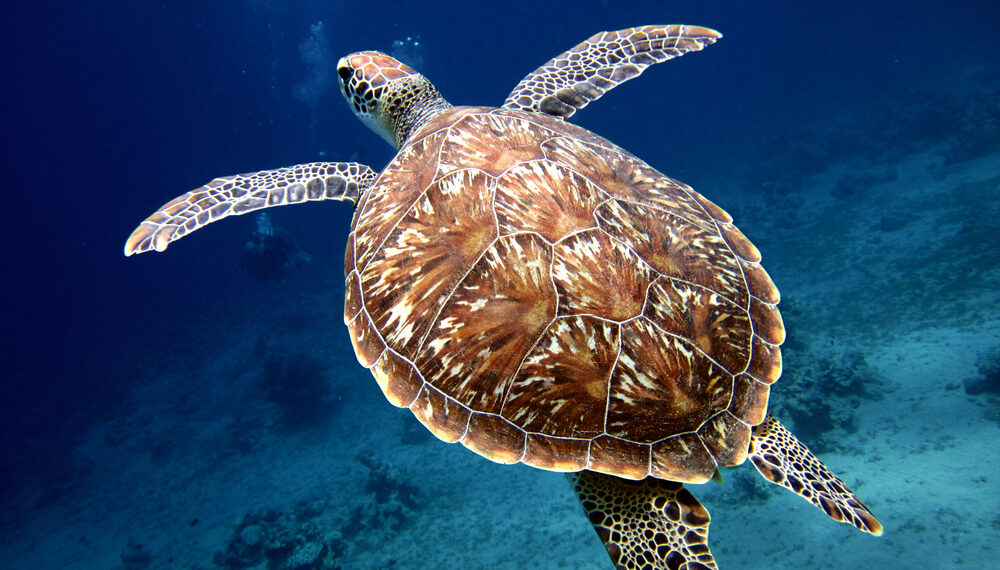 Shutterstock.com/ Kjeld Friis