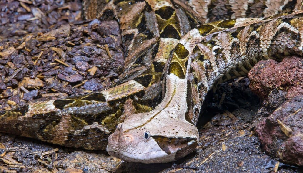 Shutterstock.com/ Danny Ye