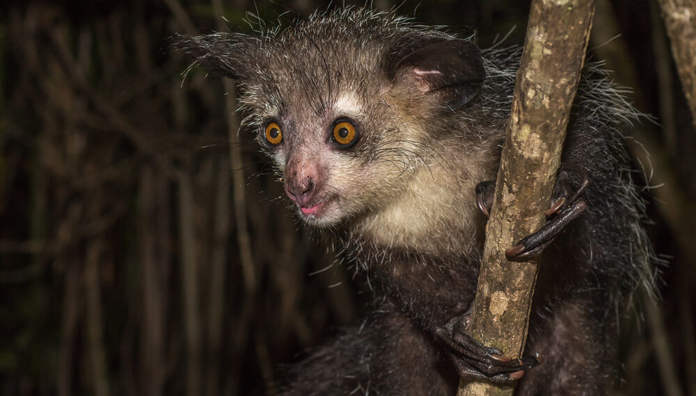 Shutterstock.com/  javarman