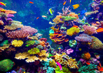 Shutterstock.com/ Volodymyr Goinyk