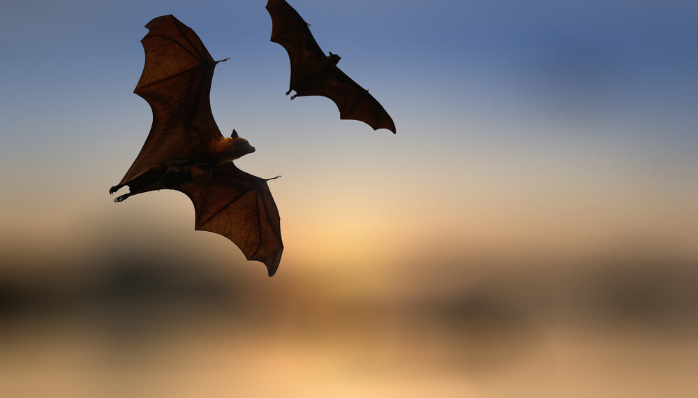 Shutterstock.com/ Art789