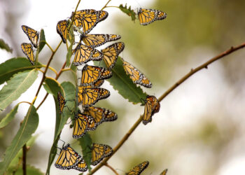 Shutterstock.com/ Bill Kennedy