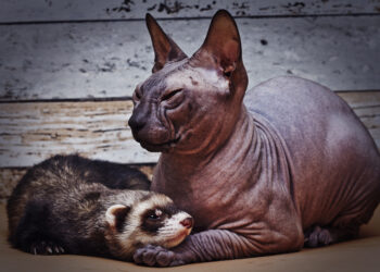 Shutterstock.com/ Best dog photo