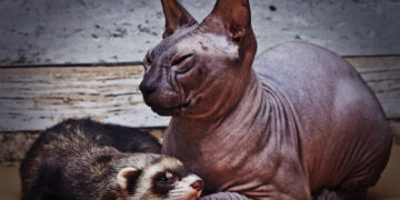 Shutterstock.com/ Best dog photo