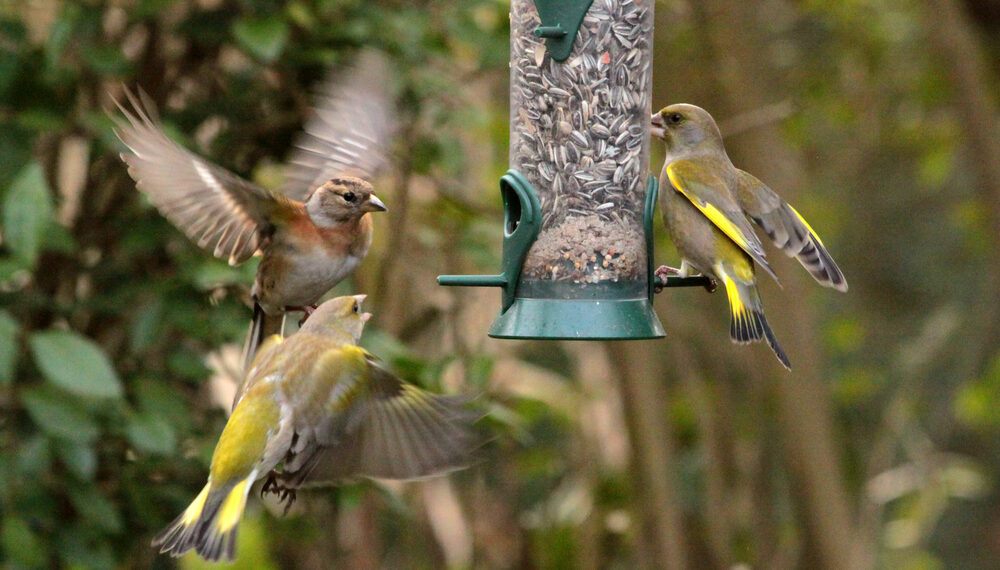 Shutterstock.com/ Roel Slootweg