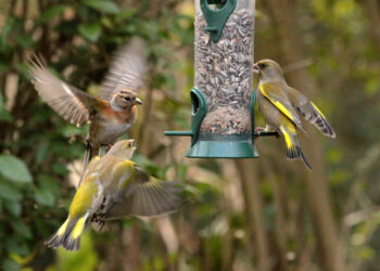 Shutterstock.com/ Roel Slootweg