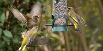 Shutterstock.com/ Roel Slootweg