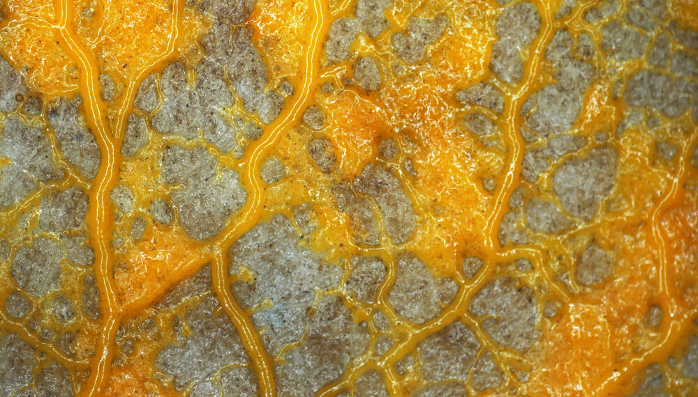 Shutterstock.com/ Simia Attentive