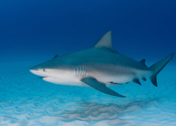 Shutterstock.com/ Shane Gross